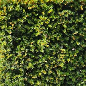 Taxus baccata 60-80 cm